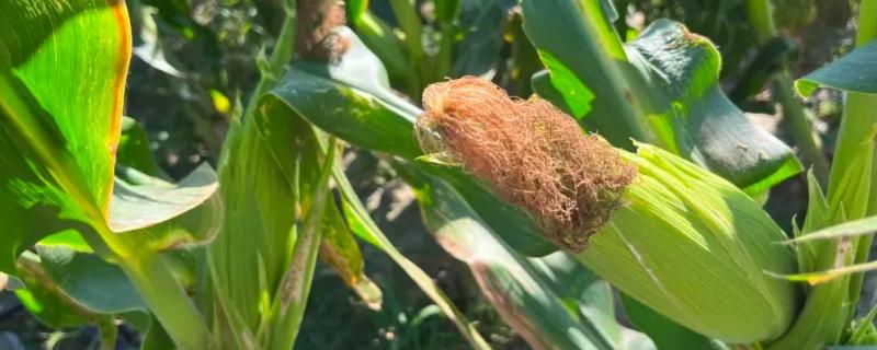 艾玉222玉米种子有哪些特点，在种植时注意种植密度千万不宜过大