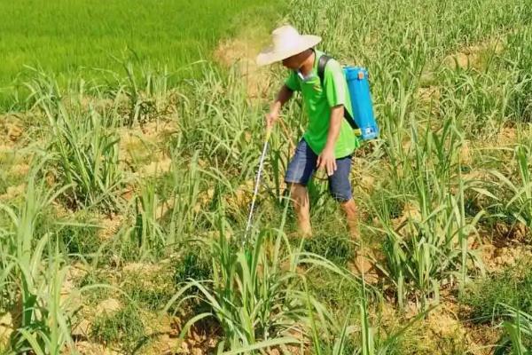 冬季甘蔗如何防治蚜虫，注意检查茎叶并及时用药物防治