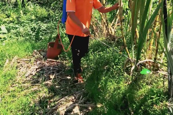 冬季甘蔗如何防治蚜虫，注意检查茎叶并及时用药物防治