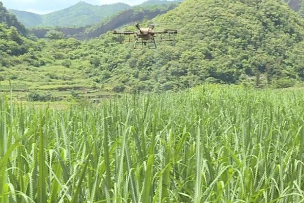 冬季甘蔗如何防治蚜虫，注意检查茎叶并及时用药物防治