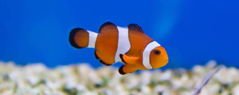 小丑鱼究竟可不可以人工养殖，它是水族馆和家庭鱼缸中非常常见的观赏品种