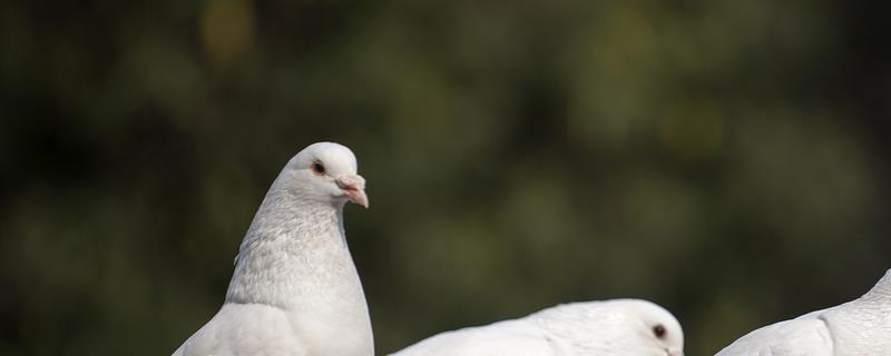 鸽子在没有窝的情况下会下蛋吗，其实只要提供充足的稻草它们就可以自行做窝