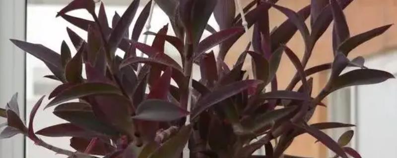 紫竹梅在家中摆放的风水效果如何呢