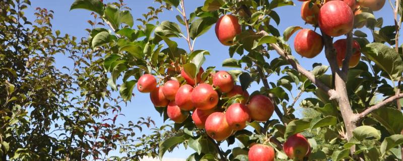 究竟该如何防治果树病虫害，冬季进行剪枝是非常关键的步骤