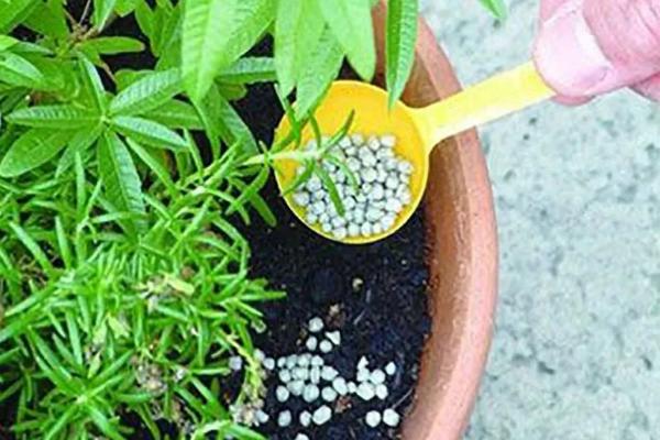 花卉施肥方法，不同种类对肥料的要求不同