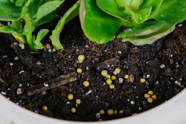 花卉施肥方法，不同种类对肥料的要求不同