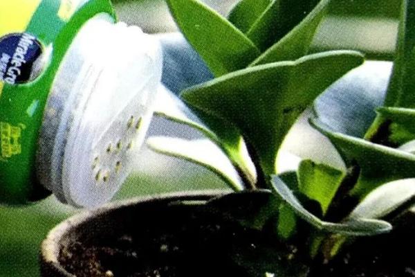 花卉施肥方法，不同种类对肥料的要求不同