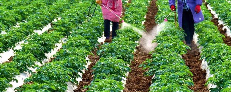 冬季种植无公害蔬菜应当如何施肥,巧妙利用有机肥与氮肥的技巧有哪些