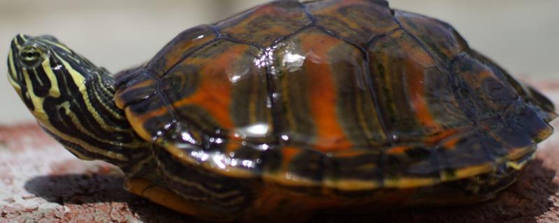 火焰龟平时喜欢吃什么食物，荤食和素食进行合理搭配才是最好的方式