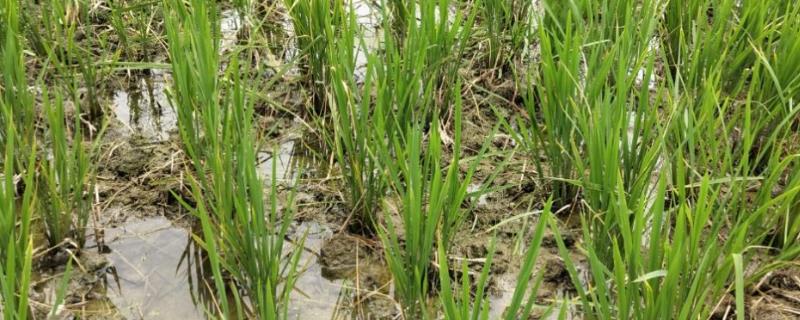 水稻坐蔸的具体类型有哪些，我们也称之为赤枯病