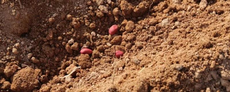 春天适合播种的植物有哪些，长时间连续阴雨天是否会影响播种效果