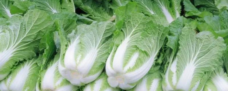 种植大白菜的准确时间,通常都在每年8月份至9月份进行种植