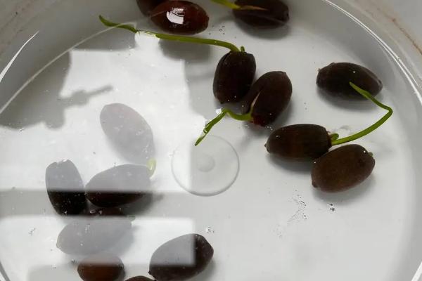 让莲子快速发芽的办法,所选莲子必须是老的