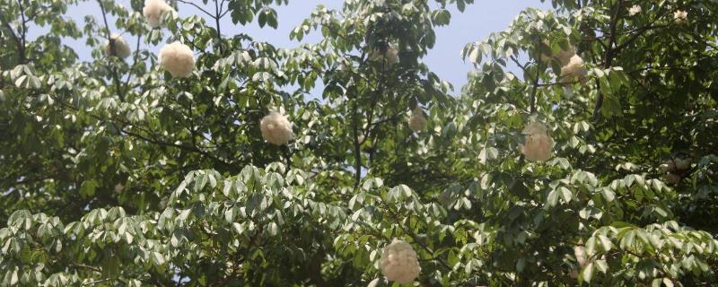 棉铃的三大病害症状及防治技术是什么，我们需要如何进行对症治疗