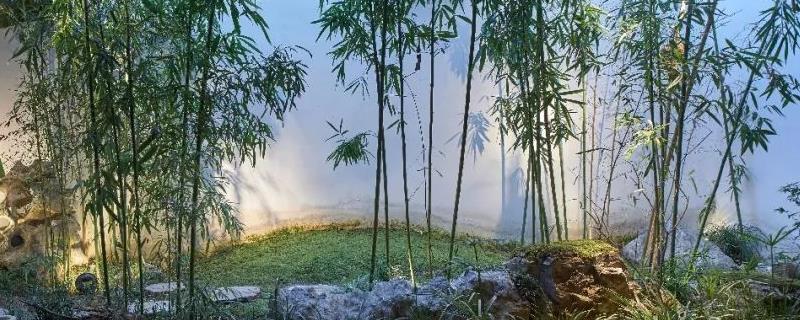 适合在自家庭院里种植的竹子品种有哪些