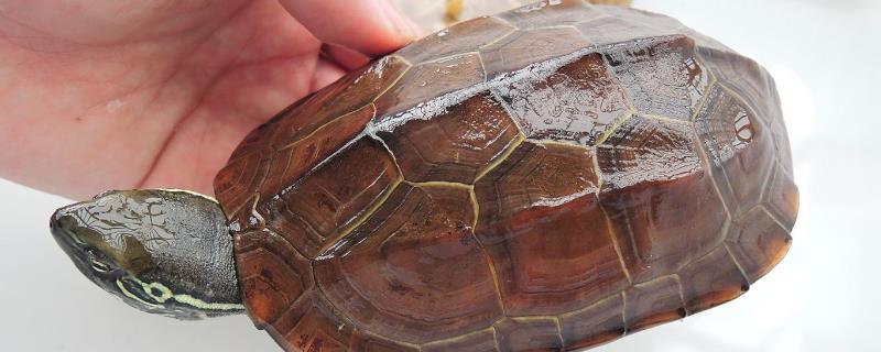 草龟究竟会不会进入冬眠，冬眠的具体时长往往会由气候决定