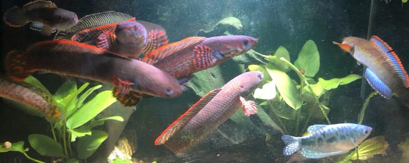 阿萨姆七彩雷龙鱼究竟好不好养，它是否真的适合新手来尝试饲养