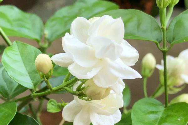 代表占有欲的花