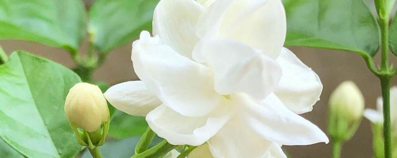 什么花代表友谊，具体有哪些