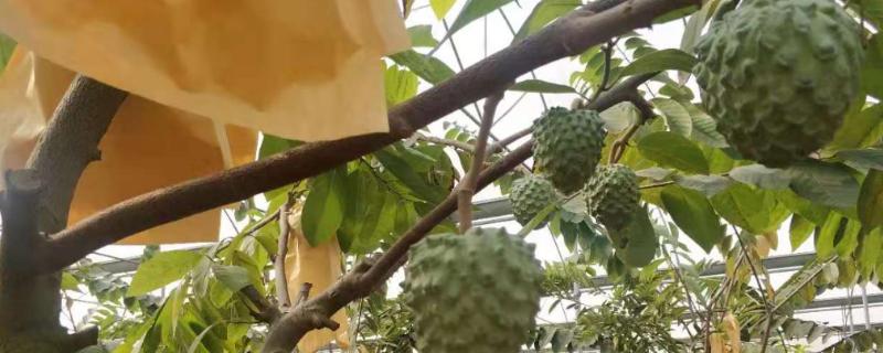 释迦果表皮变黑之后还可以继续食用吗