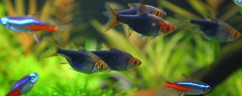 红绿灯鱼究竟是不是属于热带鱼，它们主要是在热带雨林气候的环境中繁衍生息