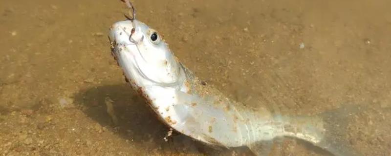 手竿垂钓鲢鳙应该选择几号鱼钩，比较常用的钩型是伊势尼钩吗