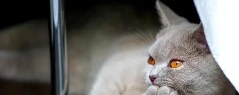 猫咪为什么会突然张嘴咬自己的主人，有可能是在对你撒娇或者示好呢