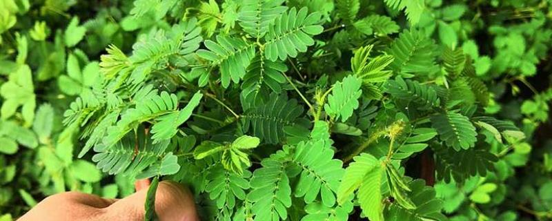 含羞草的浇水方法是什么，夏季每天早晨和晚上需要各浇水1次