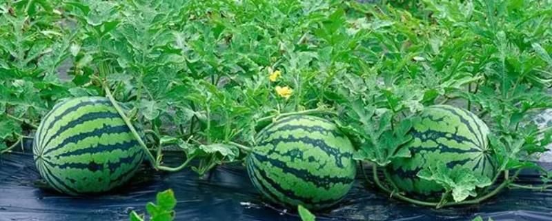 究竟在什么时候最适合种植西瓜,三月份到四月份是最佳时间