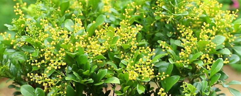 米兰花具体的养殖方法是什么，提供充足的光照能够显著增加开花次数