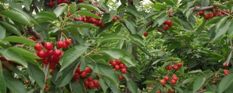 樱桃树适合种植的地区在哪里，我国山东以及辽宁和河北等省份均可以进行栽培