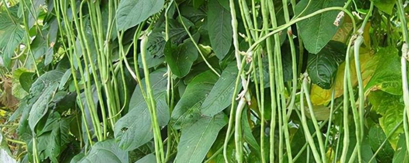 春季豆角该如何进行种植,需要在塑料大棚中进行育苗培育