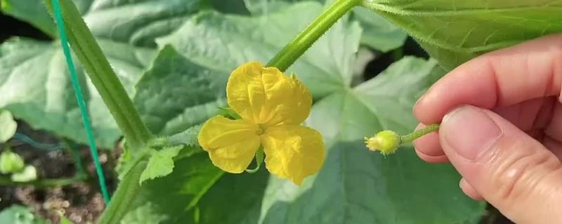 黄瓜人工授粉的操作方法有哪些，手动提取雄花的花粉并将其精准转移至雌花之中