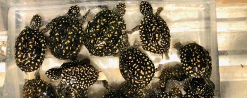 斑点池龟是否可以进行自然过冬，建议将水温控制在10-14℃的区间之内