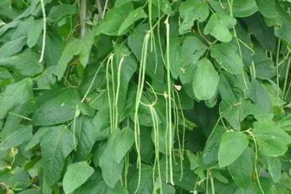 春季怎么种植豆角，需在大棚中育苗