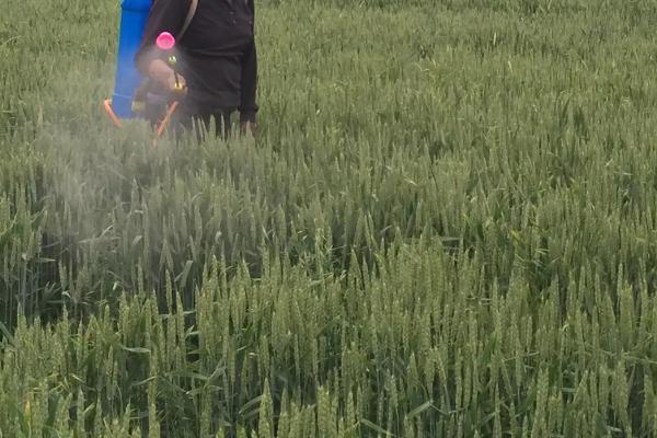 小麦赤霉病防治措施,坚持合理选药及科学施药