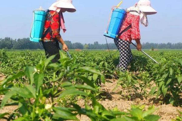 如何防治辣椒根部病害，应及早采取防控措施