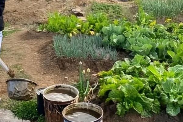 冬种无公害蔬菜如何施肥,巧用有机肥和氮肥