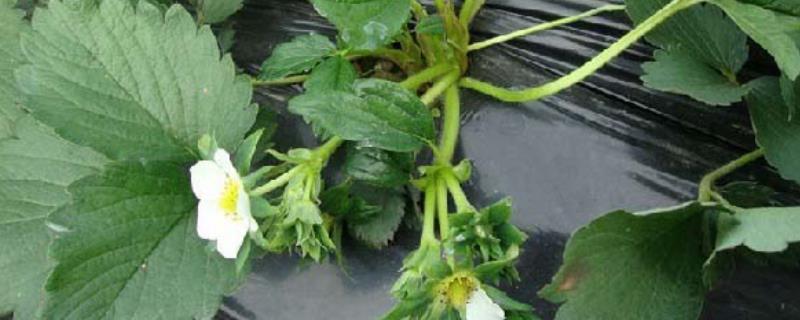 怎样才能促进草莓的花芽分化，关键要点在于严格控制环境温度和光照时长