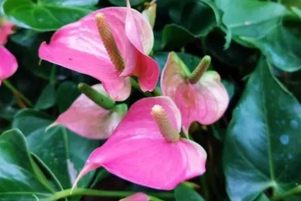 粉掌开花时期,5-6月份为盛花期
