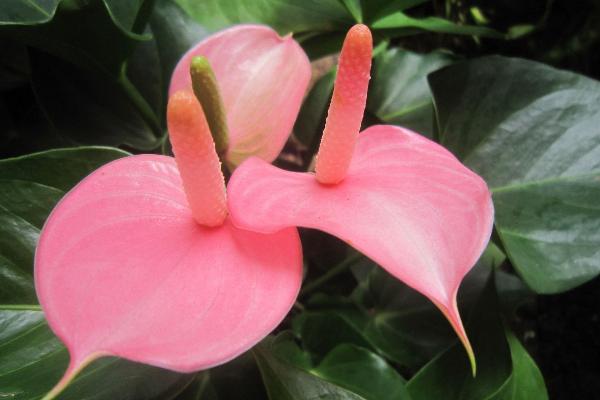 粉掌开花时期,5-6月份为盛花期