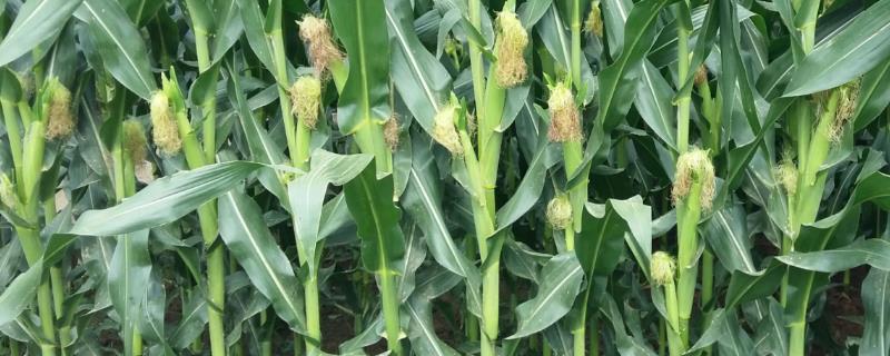 农大372玉米的特征特性有哪些，其从出苗到完全成熟大约需要103天