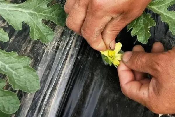 西瓜人工授粉方法,可将雄花的花药涂抹至雌花的花柱上