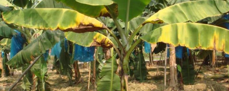 关于香蕉枯萎病的详细介绍，受害病叶上是否会出现坏死条纹以及圈斑呢