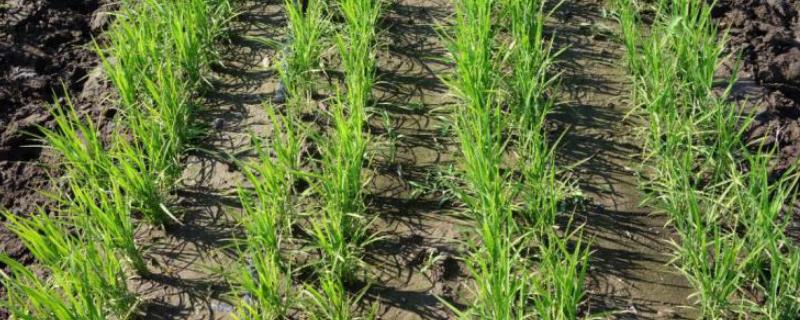 水稻旱种的栽培要点有哪些，当稻苗进入四到五叶期以后就要开始进行浇水