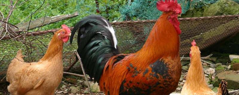 笼子里养鸡需要额外喂沙子吗，可以给它们适量投喂一点进行补充