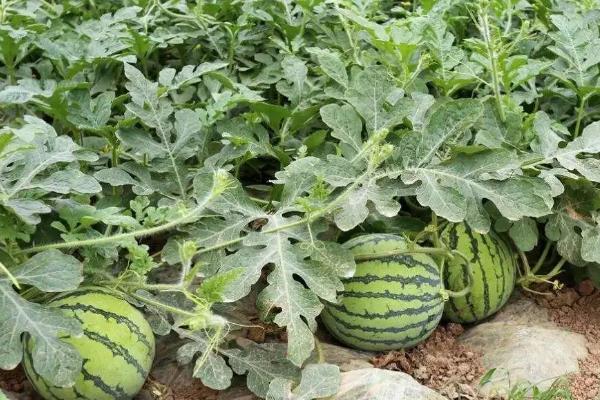 什么时候适合种植西瓜,3-4月份为适宜时间