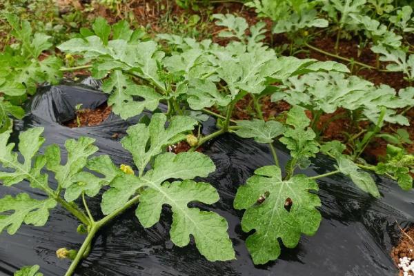 什么时候适合种植西瓜,3-4月份为适宜时间