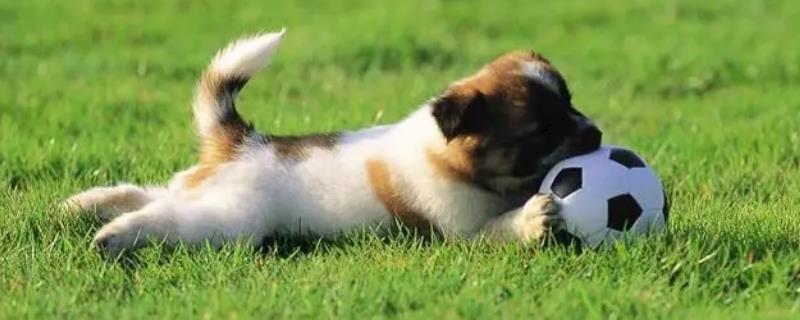 狗狗一只脚不敢落地究竟是什么原因，可能由于长期缺乏钙质而导致