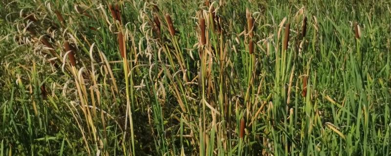 象牙菜有哪些田间管理技术，建议每个月为其施肥一次即可